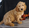 F1 Goldendoodle For Sale Millersburg, OH Male- Alex