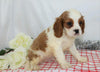 AKC Registered Cavalier King Charles Spaniel For Sale Wooster, OH Male- Alex