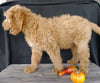 F1 Goldendoodle For Sale Millersburg, OH Male- Alex