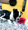 French Bulldog For Sale Fredericksburg, OH Male- Alex