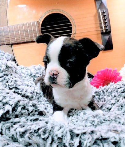 French Bulldog For Sale Fredericksburg, OH Male- Alex