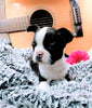 French Bulldog For Sale Fredericksburg, OH Male- Alex