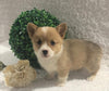 ACA Registered Pembroke Welsh Corgi For Sale Holmesville, OH Female- Alexa