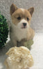 ACA Registered Pembroke Welsh Corgi For Sale Holmesville, OH Female- Alexa