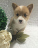 ACA Registered Pembroke Welsh Corgi For Sale Holmesville, OH Female- Alexa
