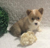 ACA Registered Pembroke Welsh Corgi For Sale Holmesville, OH Female- Alexa