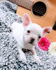 French Bulldog For Sale Fredericksburg, OH Female- Alice