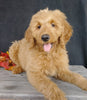 F1 Goldendoodle For Sale Millersburg, OH Female- Alice