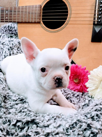 French Bulldog For Sale Fredericksburg, OH Female- Alice