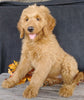 F1 Goldendoodle For Sale Millersburg, OH Female- Alice