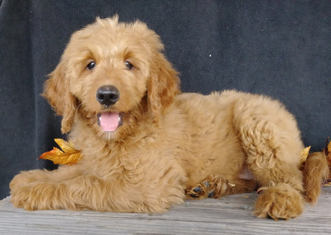 F1 Goldendoodle For Sale Millersburg, OH Female- Alice