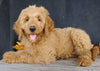 F1 Goldendoodle For Sale Millersburg, OH Female- Alice