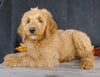 F1 Goldendoodle For Sale Millersburg, OH Female- Alice