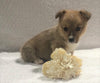 ACA Registered Pembroke Welsh Corgi For Sale Holmesville, OH Female- Allie