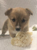ACA Registered Pembroke Welsh Corgi For Sale Holmesville, OH Female- Allie