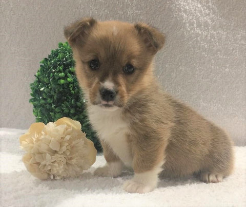 ACA Registered Pembroke Welsh Corgi For Sale Holmesville, OH Female- Allie