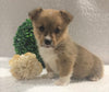 ACA Registered Pembroke Welsh Corgi For Sale Holmesville, OH Female- Allie