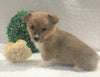 ACA Registered Pembroke Welsh Corgi For Sale Holmesville, OH Female- Allie