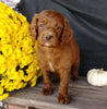 F1B Medium Labradoodle For Sale Millersburg, OH Male- Alvin