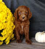 F1B Medium Labradoodle For Sale Millersburg, OH Male- Alvin