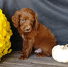 F1B Medium Labradoodle For Sale Millersburg, OH Male- Alvin