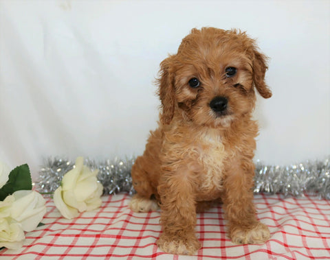 ICA Registered Cavapoo For Sale Wooster, OH Female- Amber