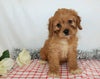 ICA Registered Cavapoo For Sale Wooster, OH Female- Amber