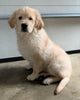 AKC Registered Golden Retriever For Sale Wooster, OH Male - Teddy