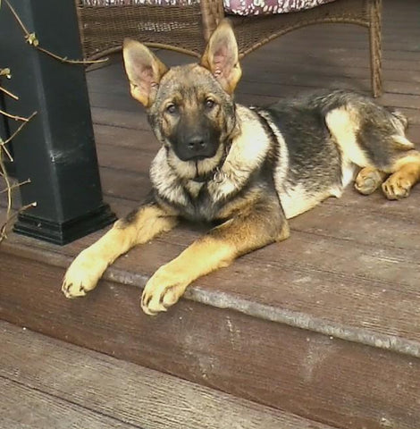 AKC Registered German Shepherd For Sale Millersburg, OH Female- Angel