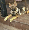 AKC Registered German Shepherd For Sale Millersburg, OH Female- Angel