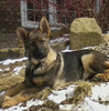 AKC Registered German Shepherd For Sale Millersburg, OH Female- Angel