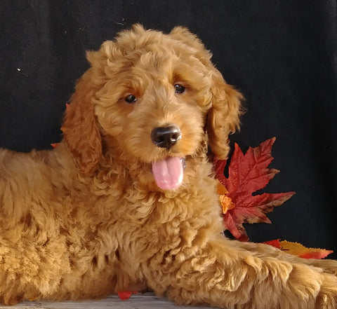 F1 Goldendoodle For Sale Millersburg, OH Female- Angel