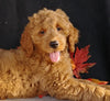 F1 Goldendoodle For Sale Millersburg, OH Female- Angel