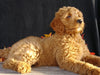 F1 Goldendoodle For Sale Millersburg, OH Female- Angel
