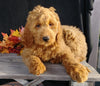 F1 Goldendoodle For Sale Millersburg, OH Female- Angel