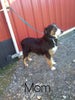 Australian Shepherd For Sale Baltic, OH Male - Bolt -CHECK OUT OUR VIDEO-