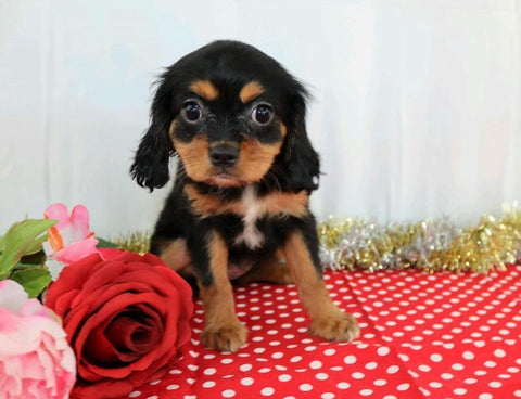 AKC Registered Cavalier King Charles Spaniel For Sale Wooster, OH Female- Annette