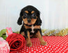 AKC Registered Cavalier King Charles Spaniel For Sale Wooster, OH Female- Annette