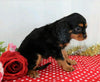 AKC Registered Cavalier King Charles Spaniel For Sale Wooster, OH Female- Annette