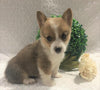 ACA Registered Pembroke Welsh Corgi For Sale Holmesville, OH Female- Annie