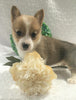 ACA Registered Pembroke Welsh Corgi For Sale Holmesville, OH Female- Annie