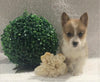 ACA Registered Pembroke Welsh Corgi For Sale Holmesville, OH Female- Annie