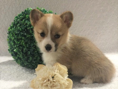ACA Registered Pembroke Welsh Corgi For Sale Holmesville, OH Female- Annie