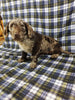 Mini Labradoodle For Sale Millersburg, OH Female- Aphia