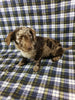 Mini Labradoodle For Sale Millersburg, OH Female- Aphia