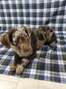 Mini Labradoodle For Sale Millersburg, OH Female- Aphia