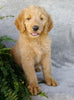 F1 Goldendoodle For Sale Millersburg, OH Female- April