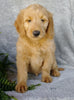 F1 Goldendoodle For Sale Millersburg, OH Female- April