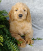 F1 Goldendoodle For Sale Millersburg, OH Female- April