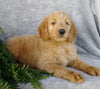 F1 Goldendoodle For Sale Millersburg, OH Female- April